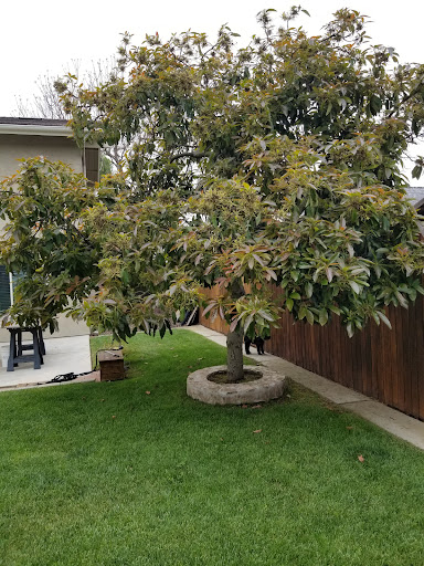 Curbside Driving School